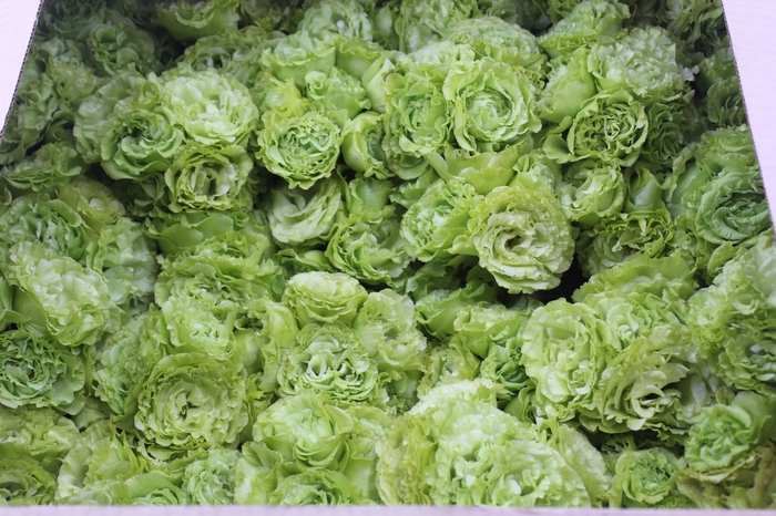 <h4>BUQUE LISIANTHUS ROSANE II GREEN</h4>