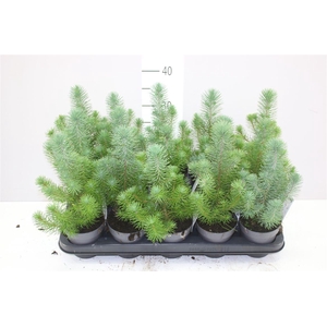 Pinus Silver Crest