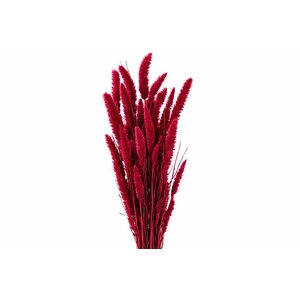 Dried Setaria X5 Cerise Bunch