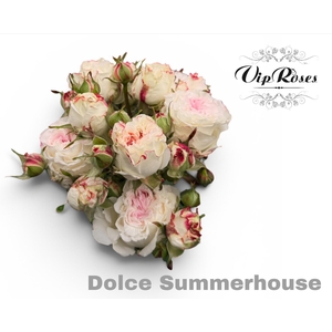 R TR DOLCE SUMMERH