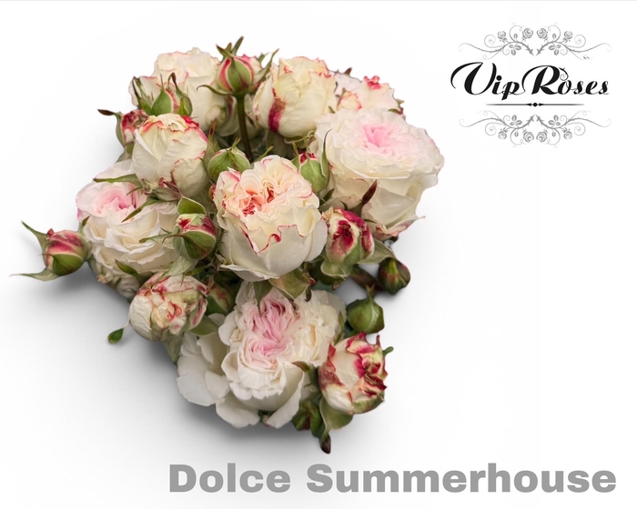 <h4>R TR DOLCE SUMMERH</h4>