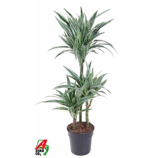 <h4>Dracaena Warneckei 60-30-15</h4>
