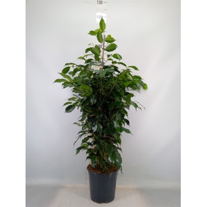 Ficus benja. 'Danielle'