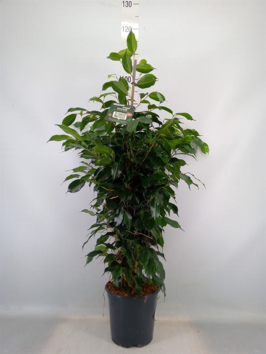 <h4>Ficus benja. 'Danielle'</h4>
