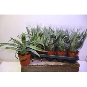 arr8 Ananas Mi Amigo