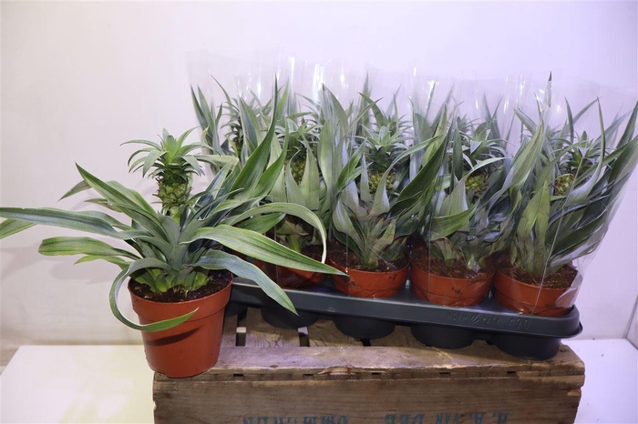 <h4>Ananas Mi Amigo</h4>