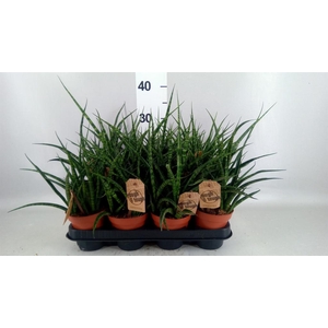 Sansevieria  'Fernwood'