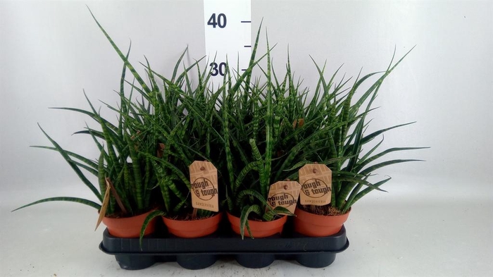 <h4>Sansevieria  'Fernwood'</h4>