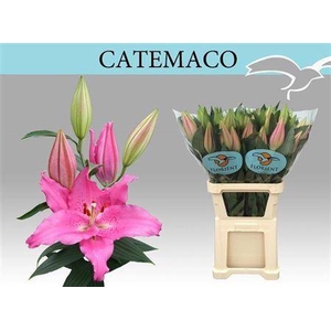 Li Or Catemaco 5+