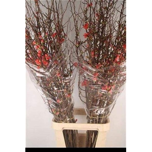 CHAENOMELES X SUPERBA