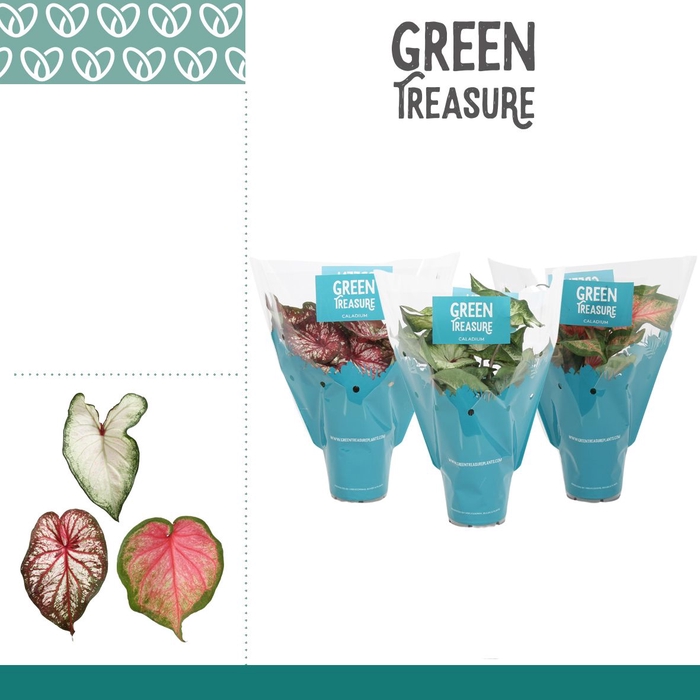 <h4>Caladium gemengd in Hoes</h4>