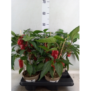 Capsicum annuum   ...paprika