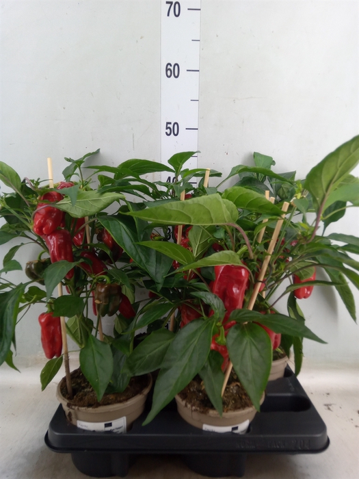 <h4>Capsicum annuum   ...paprika</h4>