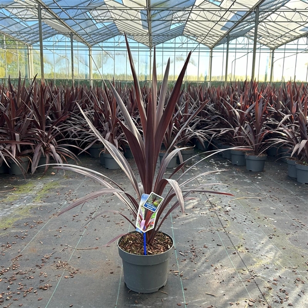 <h4>Cordyline obtecta Superstar ('Albatross'PBR)</h4>