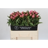 Paeonia Dr A Fleming