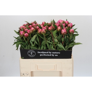 Paeonia Dr A Fleming