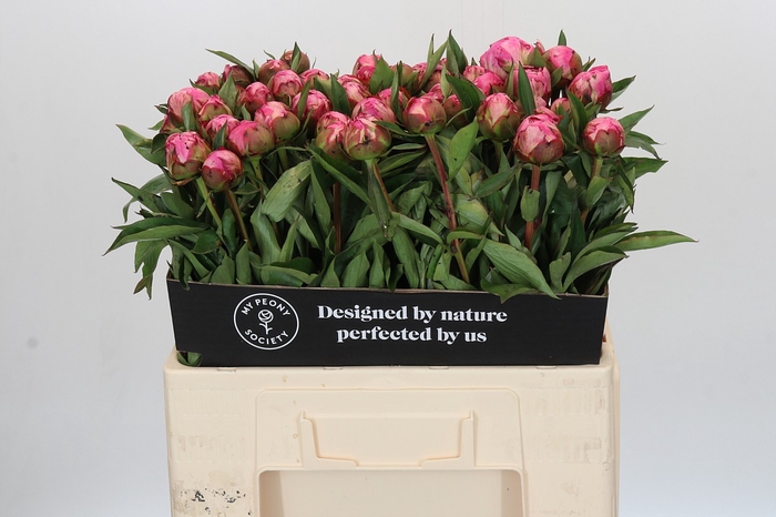 Paeonia Dr A Fleming