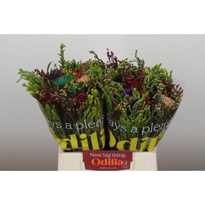 BQ Kaaps Groen Rainbow Mix