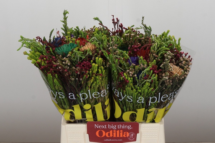 <h4>BQ Kaaps Groen Rainbow Mix</h4>