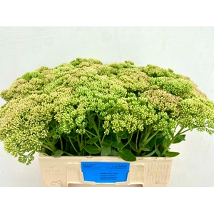 Sedum Spectabile