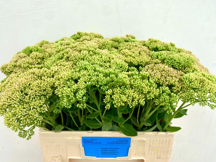 <h4>Sedum Spectabile</h4>