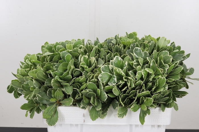 <h4>Pittosporum Ilan</h4>