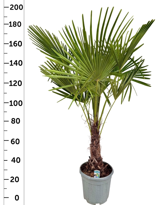 <h4>TRACHYC FORTUNEI</h4>