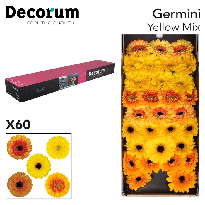 <h4>Germini Mix Geel Doos</h4>