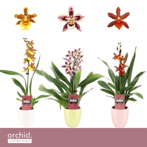 Cambria, Mix 1-spike in Lotte 'Orchid Collection'