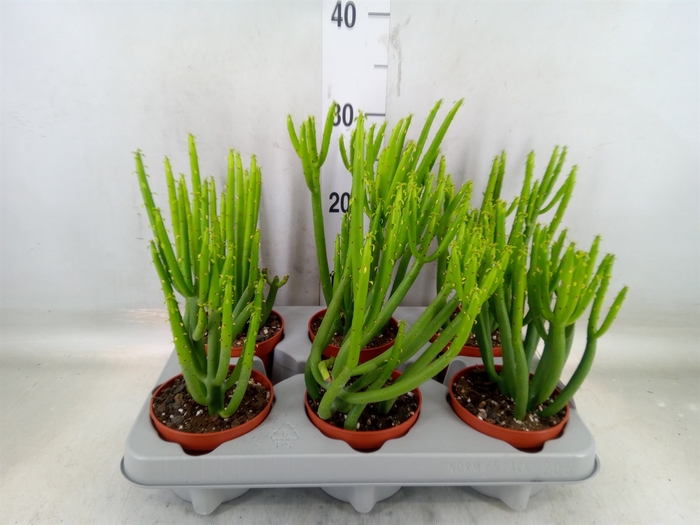 <h4>Euphorbia aeruginosa</h4>