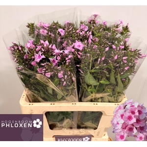 PHLOX P SWEET LEXY