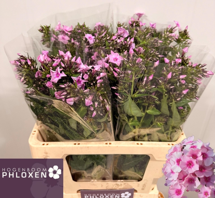 <h4>PHLOX P SWEET LEXY</h4>