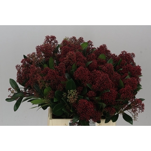 Skimmia J Rubella Red Ex