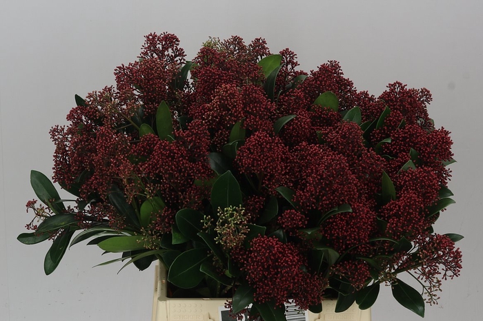 <h4>Skimmia J Rubella Red Ex</h4>