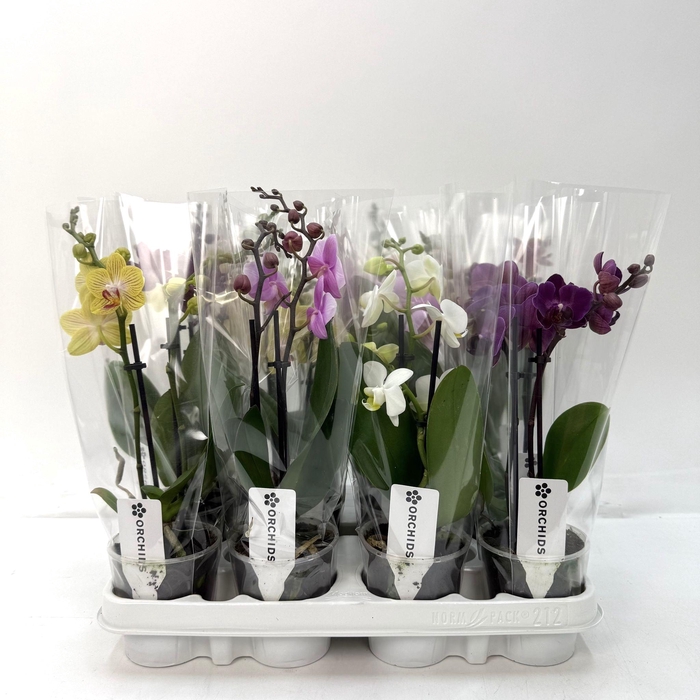 <h4>No9 Phalaenopsis 2 Tak Mix A2</h4>