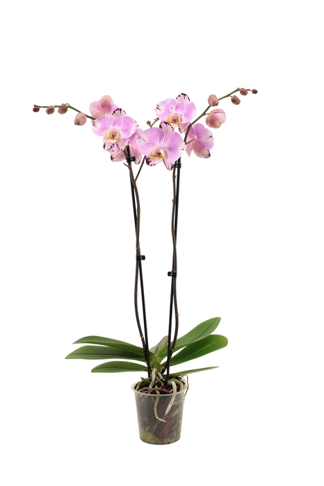 <h4>Phal Art Nouveau 2T16+</h4>