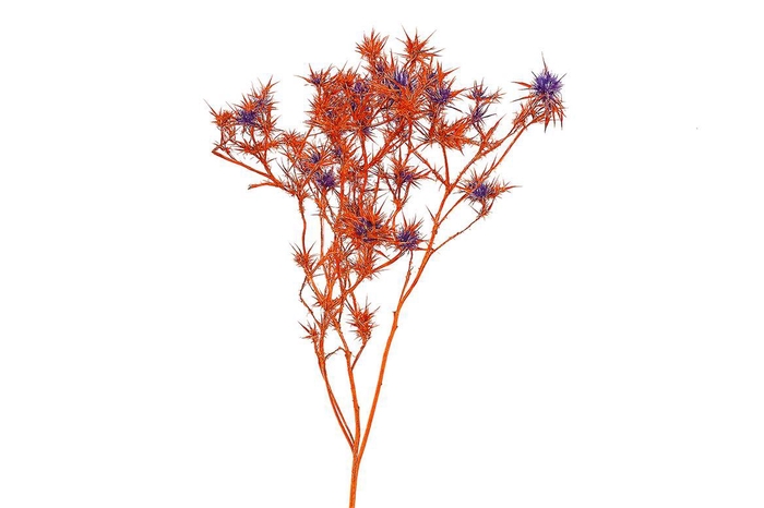 Dried Artz Cardi Mondriaan Bunch