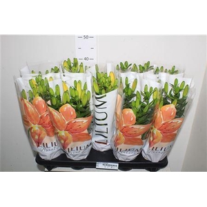 ** Lil As Gem 3pp * Spring Deal *
