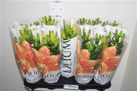 <h4>** Lil As Gem 3pp * Spring Deal *</h4>