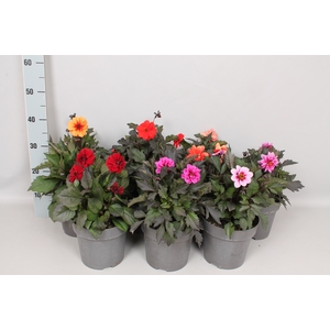 Dahlia 19 cm Divers donkerbladig