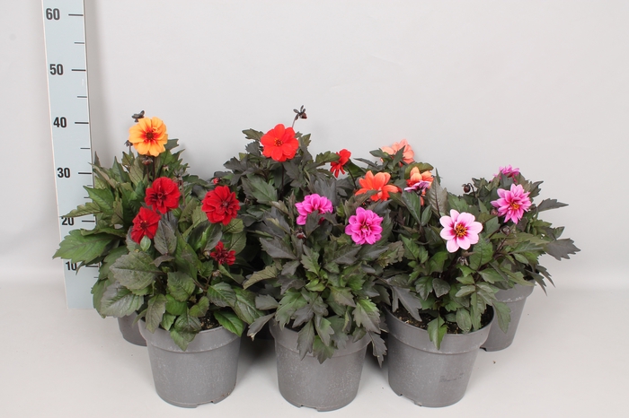 <h4>Dahlia 19 cm Divers donkerbladig</h4>