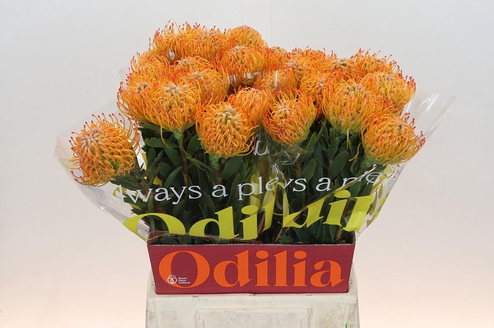 <h4>Nutans Ayoba Sun</h4>