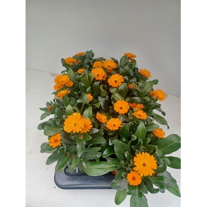 Calendula offic.