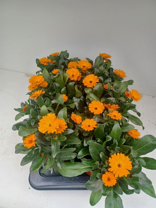 <h4>Calendula offic.</h4>