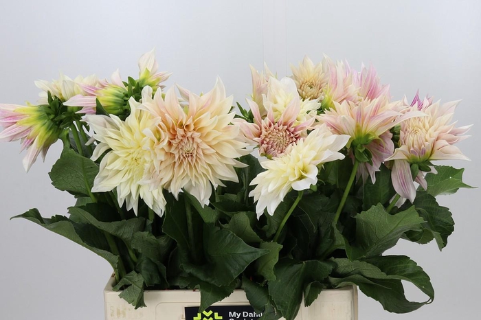 <h4>Dahlia Cafe Au Lait Creme</h4>