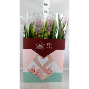 Cymbidium   ...mix