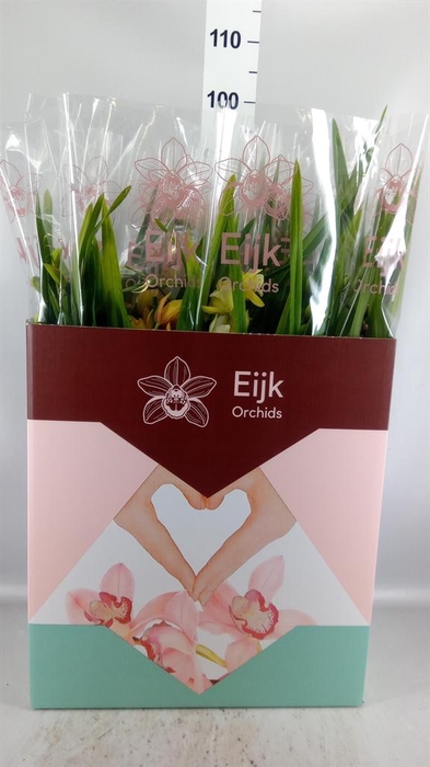 <h4>Cymbidium   ...mix</h4>
