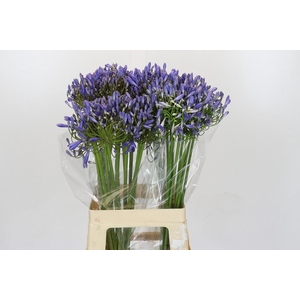 Agapanthus Blue Heaven