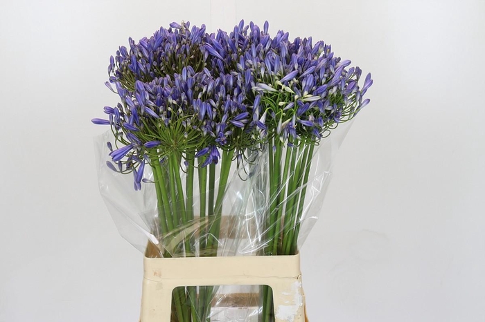 Agapanthus Blue Heaven