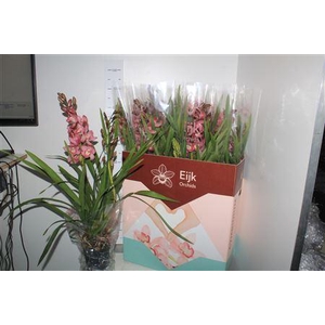 Cymbidium 2 Tak Roze Donker